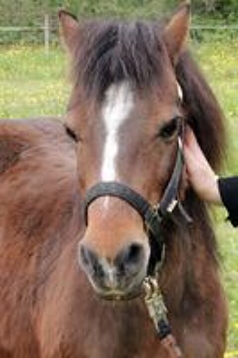   PERLE, magnifique poney type Shetland ou Welsh à adopter via l'association UMA (44240 Sucé sur Erdre) 