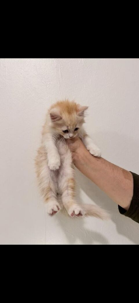 Chatons disponible type persan 550 78711 Mantes-la-ville