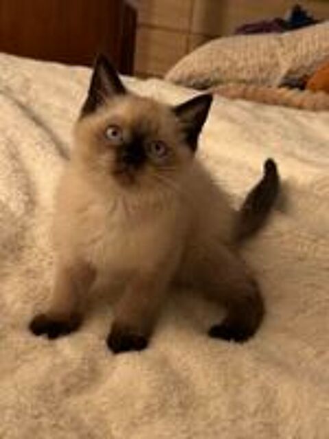   Chatons British Shorthair  