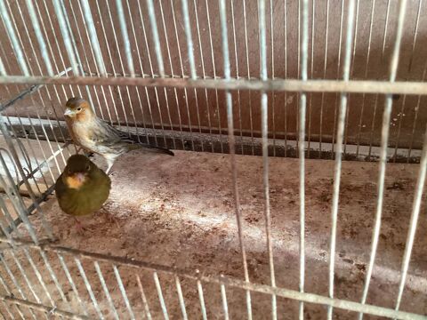 Canari 1 33450 Saint-sulpice-et-cameyrac