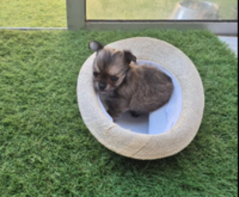   a réserver un petit mâle chihuahua non lof poil long 