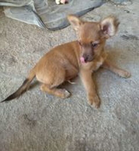   Mâle chihuahua  