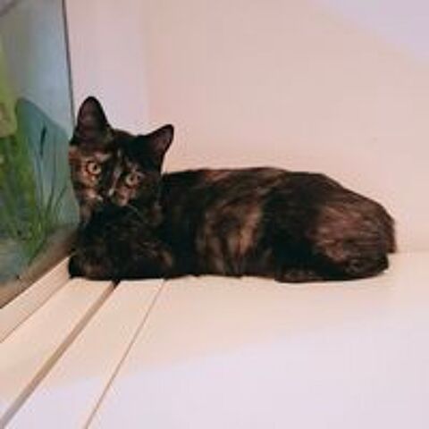   NALLA 