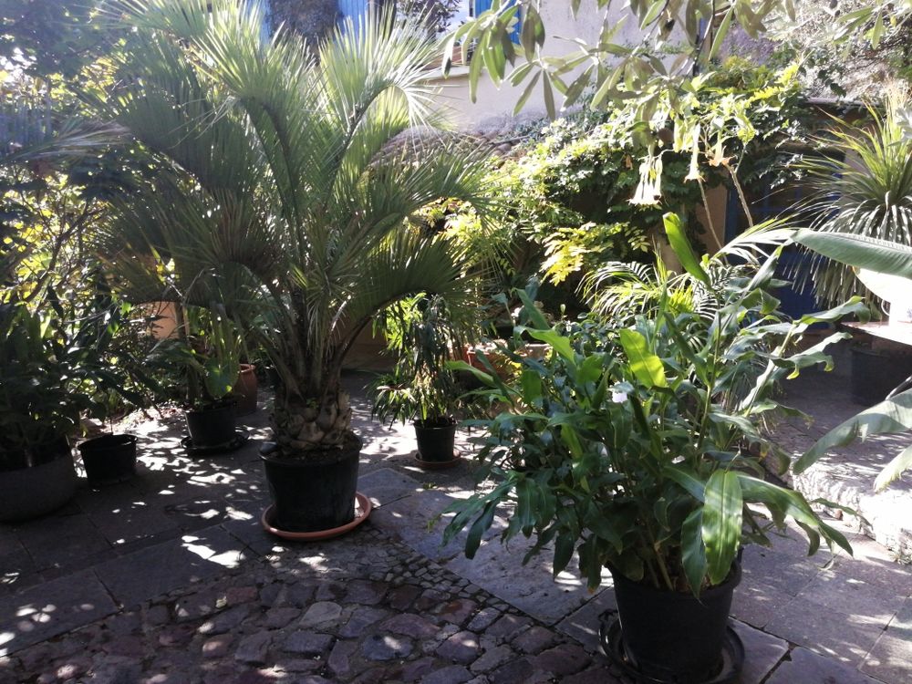 Planted pour le jardin Jardin