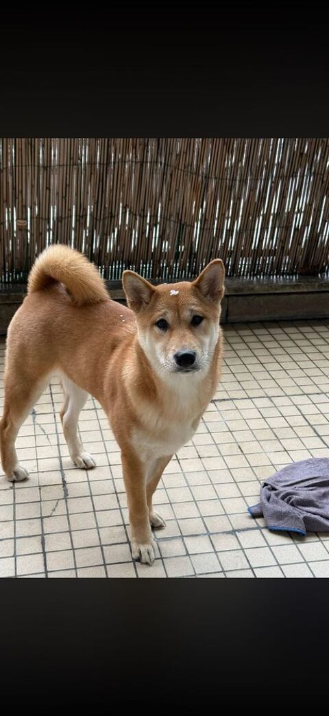 shiba inu 0 75001 Paris