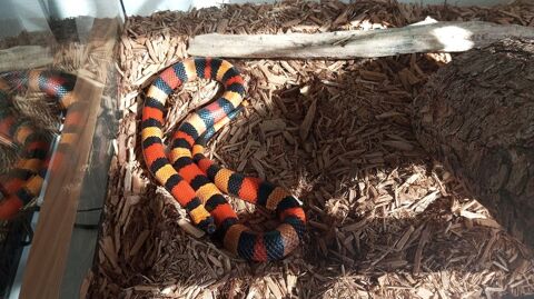 Lampropeltis Campbelli Orange et Terrarium 31270 Frouzins