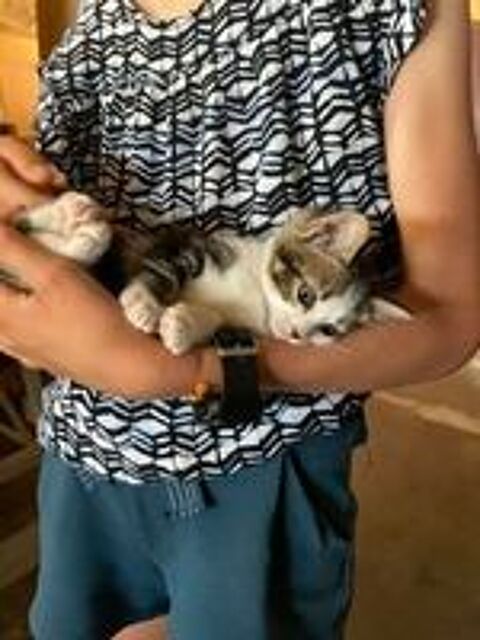   Donne deux chatons femelles 