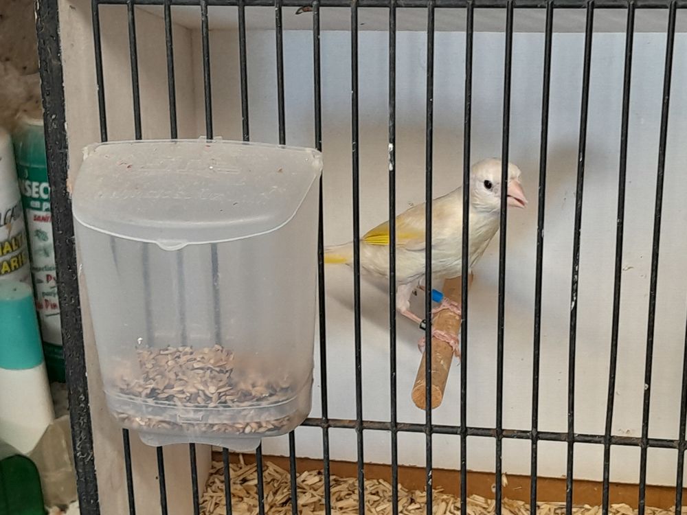   MALE HYBRIDE CHARDONNERET MUTATION X CANARI 2026

