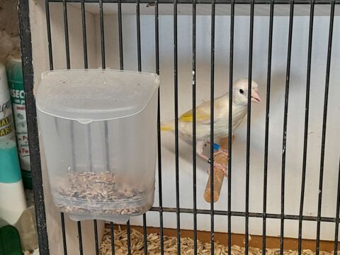 MALE HYBRIDE CHARDONNERET MUTATION X CANARI 2026
130 95170 Deuil-la-barre