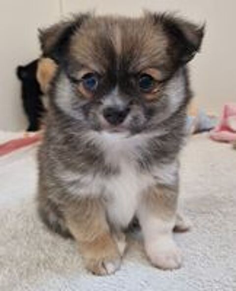   Chiots Pomchi 