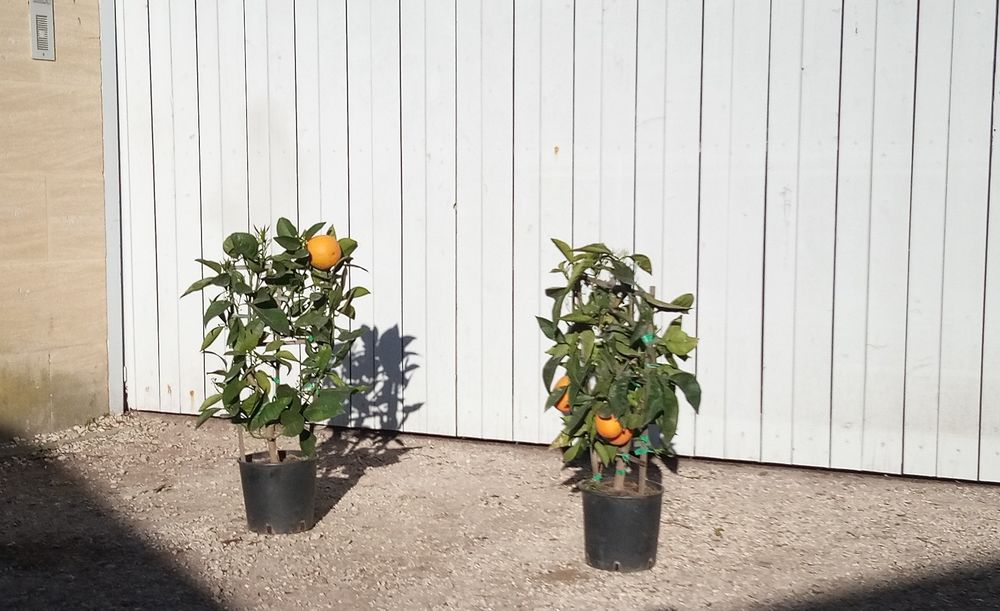Agrume Oranger 'Navel' cultiv&eacute; sur treille et en container. Jardin