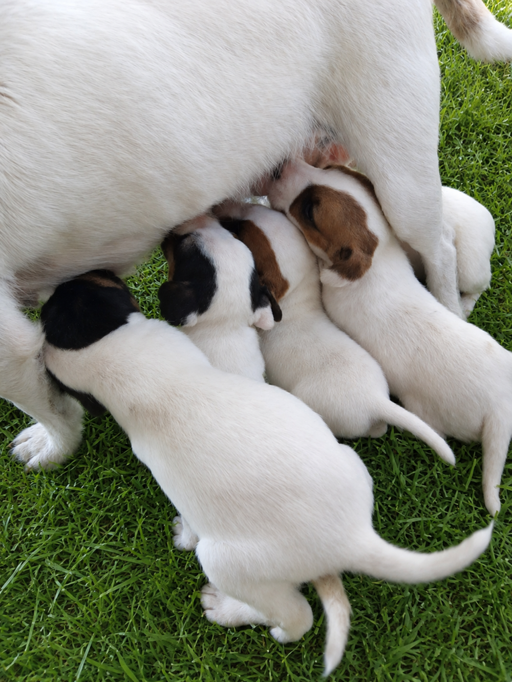   chiots jack russell  