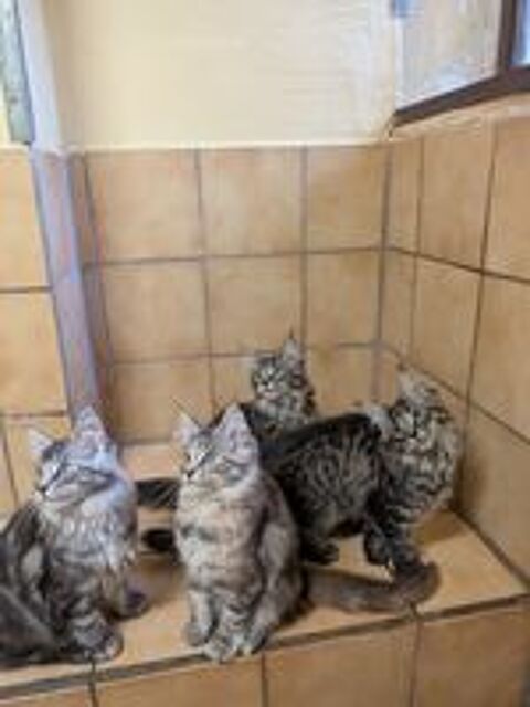   Adorables Chatons Maine Coons LOOF disponibles 77 