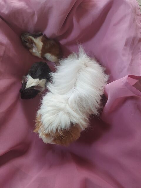 Cochon d'Inde 12 81370 Saint-sulpice