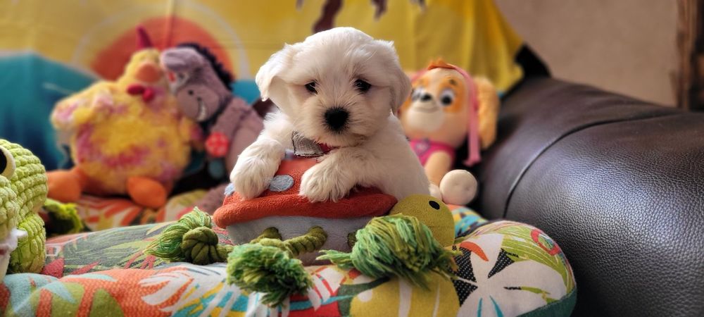   CHIOT BICHON MALTAIS (mâle) 