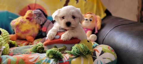 CHIOT BICHON MALTAIS (m&acirc;le) 800 41700 Le controis-en-sologne