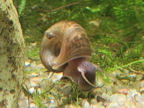 Escargots aquarium planorbes 2 91100 Corbeil-essonnes