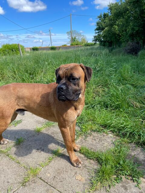 Chiots boxer 400 85400 Sainte-gemme-la-plaine