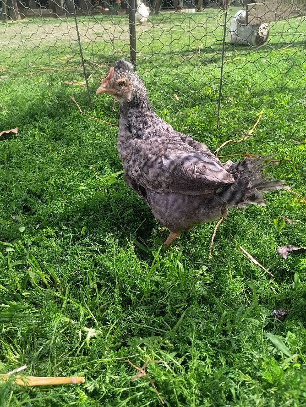  Coq cream legbar 