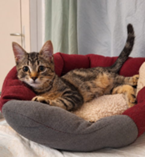   Wapi, un bonheur de petit chaton 