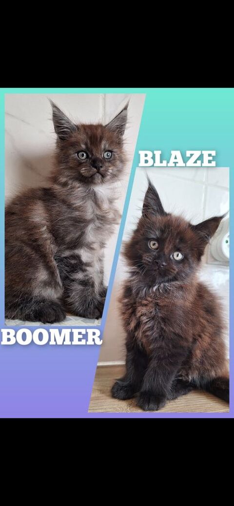 Maine coon LOOF 1200 64000 Pau