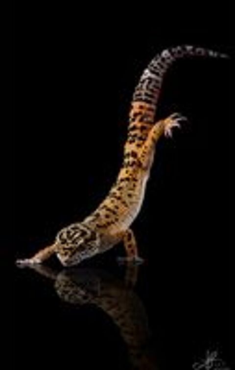   Gecko léopard  