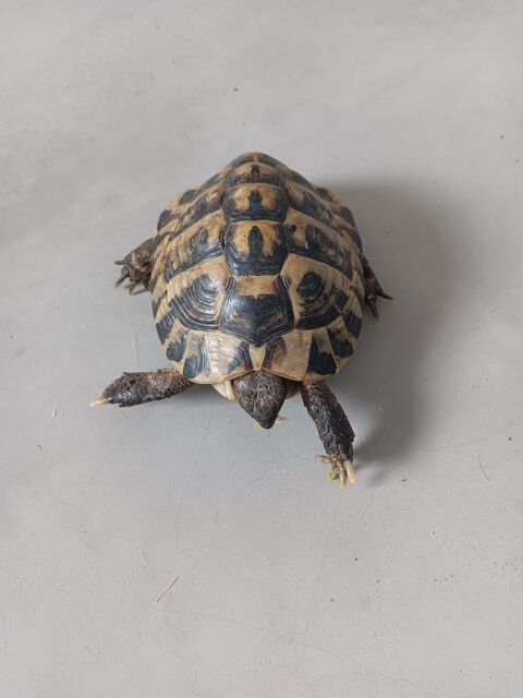 Tortue 71500 Louhans