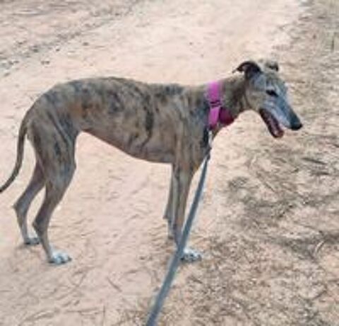   Kenia, galga bringée très câline  