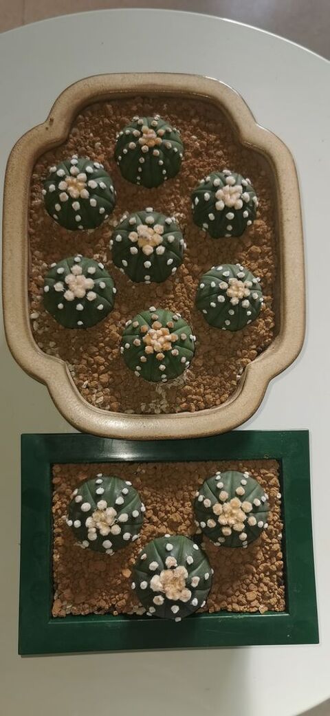 rare magnifiques cactus astrophytum Ooibo 12 Saint-Apollinaire (21)
