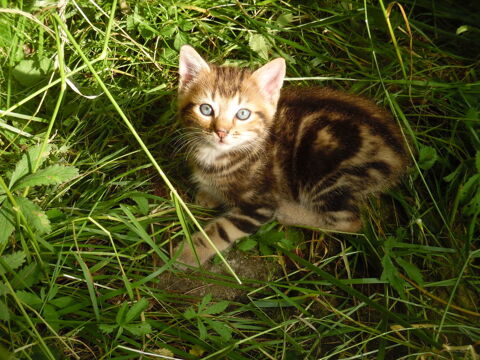 Chaton tigré de 2 mois et demi 0 24340 Mareuil