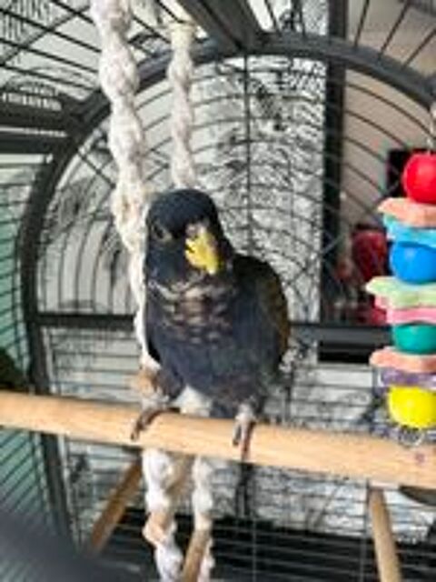   Pionus chalcopterus( pionce a ailes de bronze) 