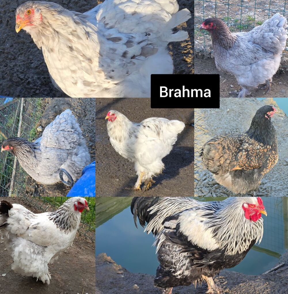   ?ufs fecondés de brahma  