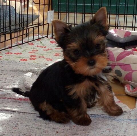 Chiots Yorkshire 900 16150 Chabanais