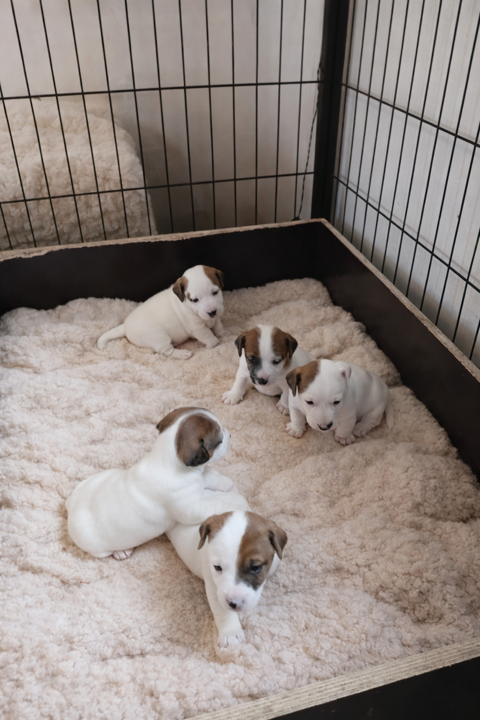 Petits chiots Jack Russell  650 45420 Dammarie-en-puisaye