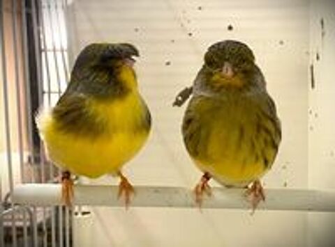   Canaris Gloster, Münchener, Canaris couleurs, et de Chant 
