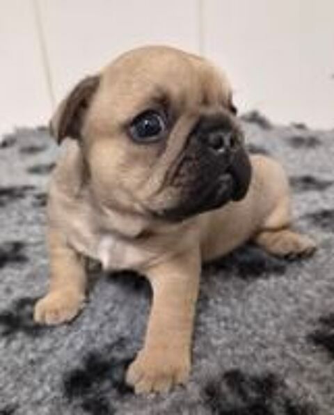   A reserver magnifique chiots bouledogue francais 