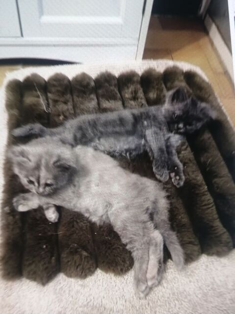 2 chatons
M&egrave;re sacr&eacute;e de Bimanie
200 36160 Vijon