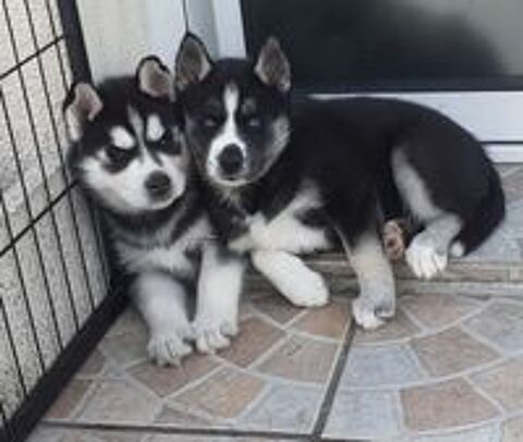   HUSKY FEMELLE LOF 