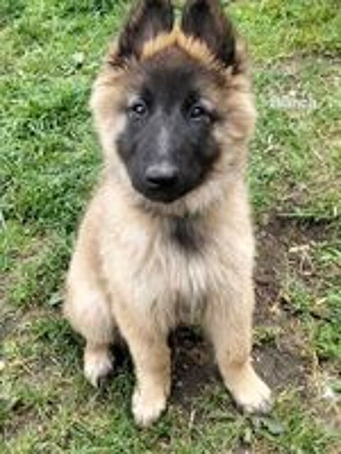   5 Chiots berger belge tervueren disponible 