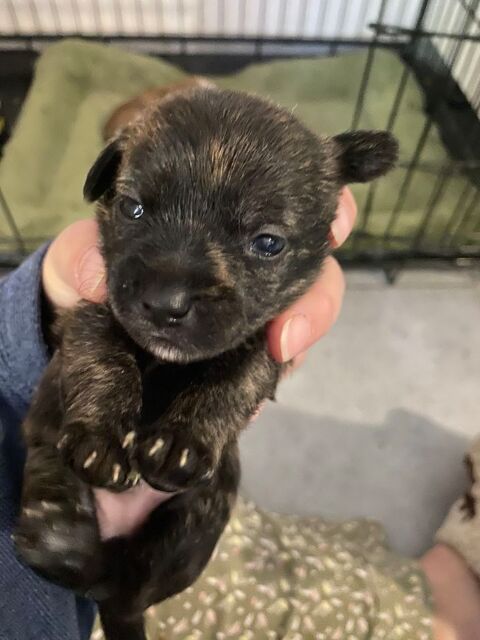 A r&eacute;server, chiots de crois&eacute;s chihuahua 350 39140 Chapelle-voland