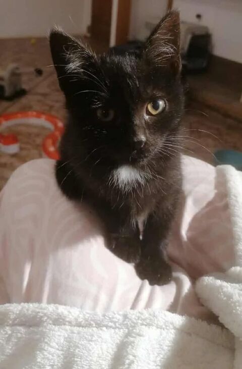 Chatons propres et sevrés cherchent familles sérieuses pour adoption 130 11000 Carcassonne