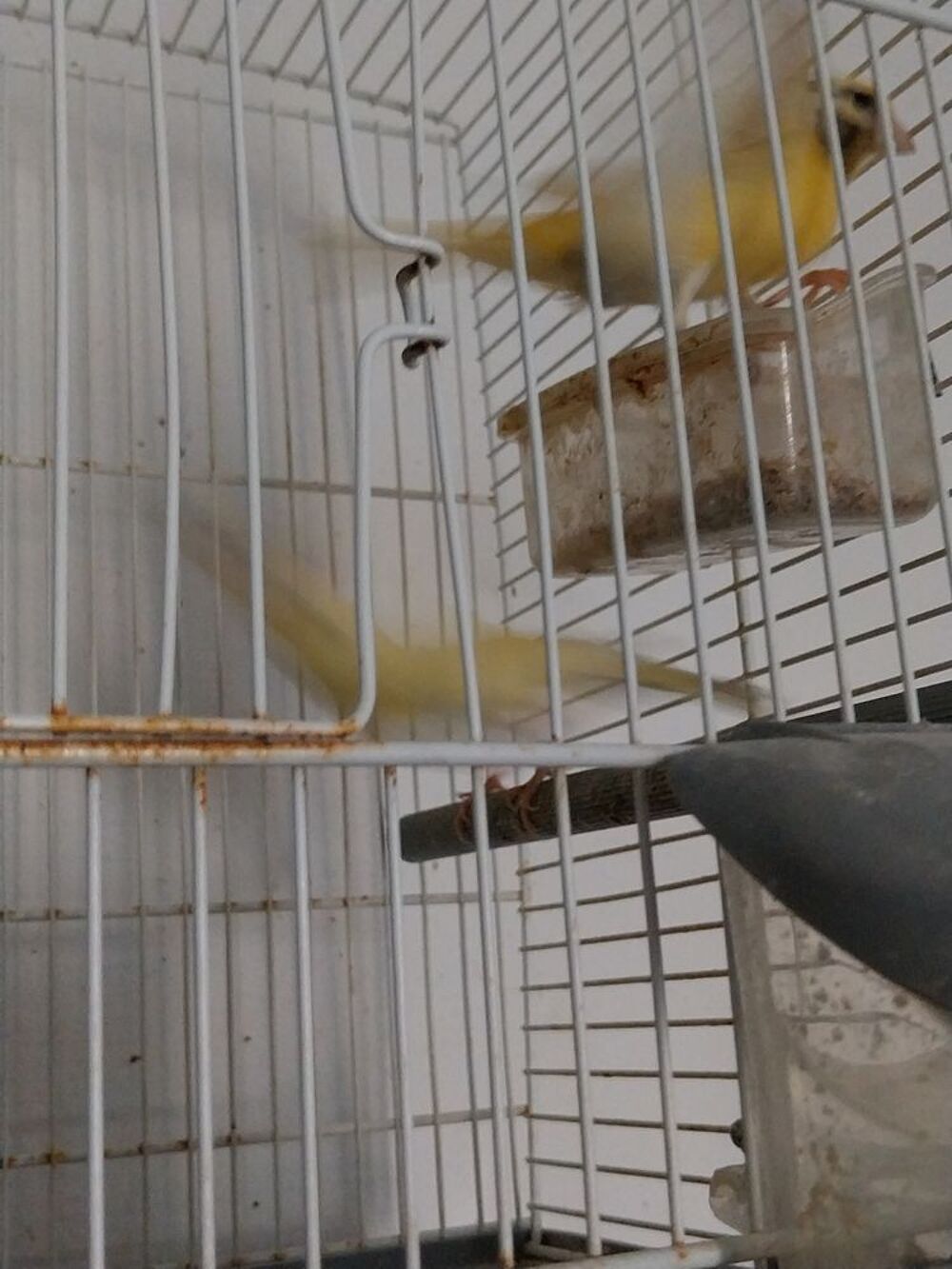   Canaris 