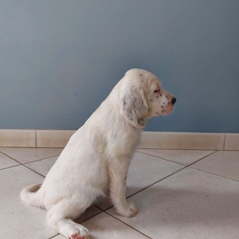 chiots setter anglais 750 59246 Mons-en-pvle