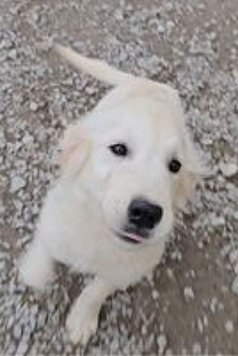   Donne chiots golden retriever  