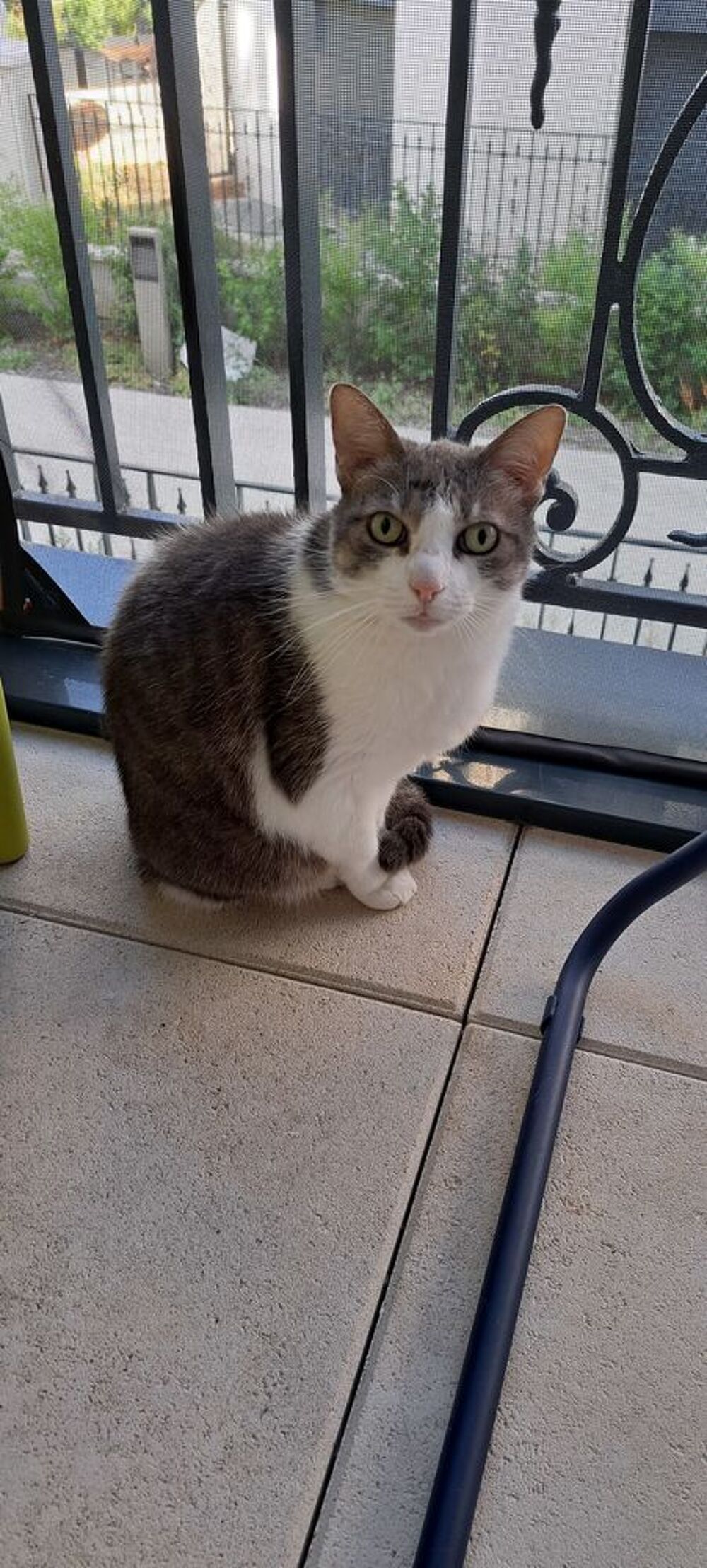   Donne chat (+ participation financière) 