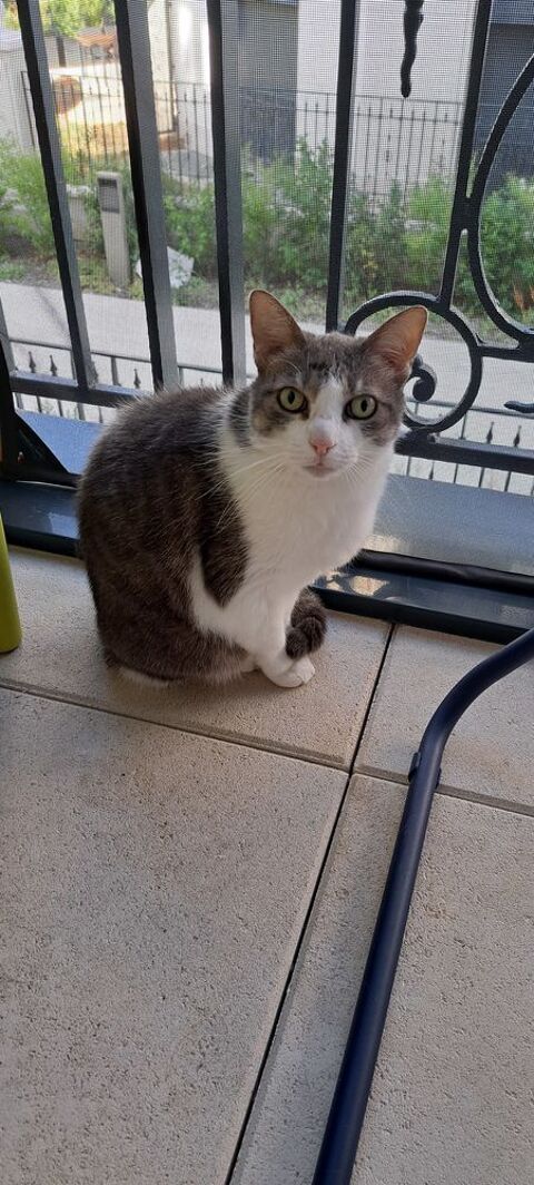 Donne chat (+ participation financi&egrave;re) 0 92140 Le petit clamart