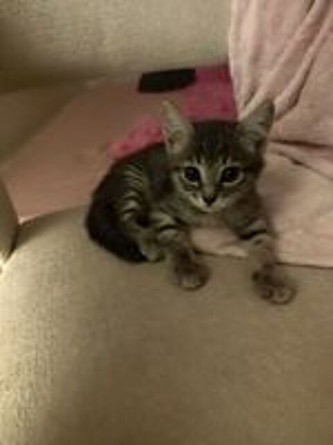   Chatons  