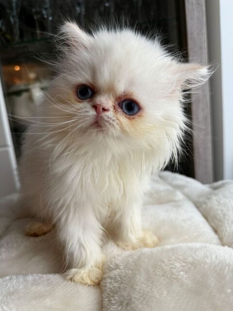 Chatons persans femelles blanches aux yeux bleus 850 93200 Saint-denis