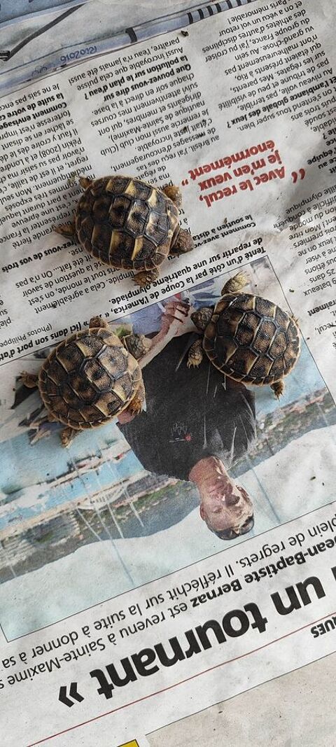 BEBES TORTUES 30 13600 Ceyreste