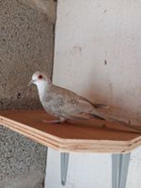   Colombe Diamant panachée, baguée, sexée ADN 
